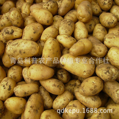 新季優(yōu)質(zhì)土豆 產(chǎn)地直供，新鮮營養(yǎng)的餐桌之選